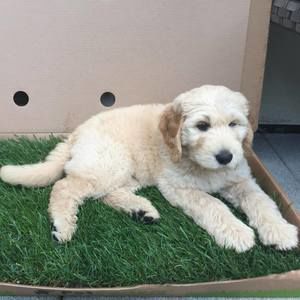 Meet your Posher, Jackie